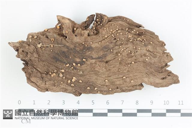 登錄號:F0036716藏品圖，第1張