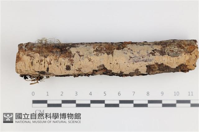 登錄號:F0035716藏品圖，第1張