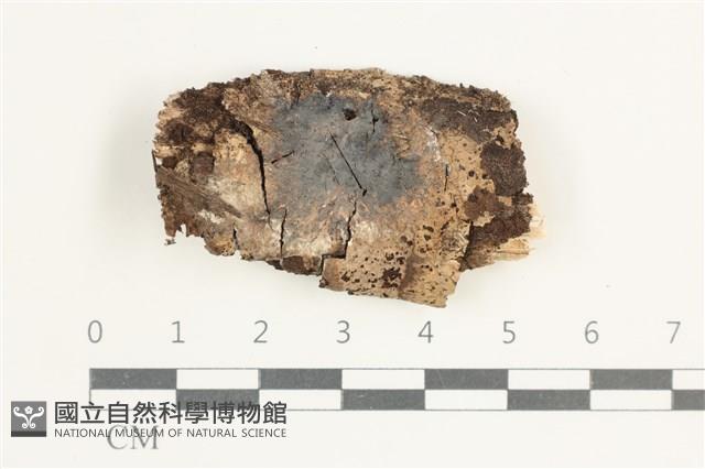 登錄號:F0038516藏品圖，第1張