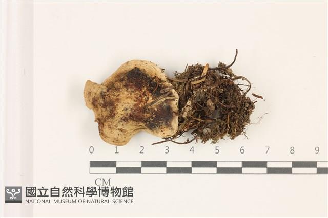 登錄號:F0037516藏品圖，第1張