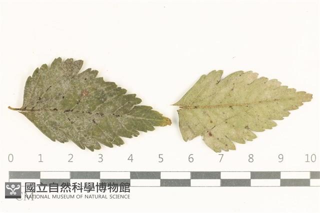 登錄號:F0038116藏品圖，第1張