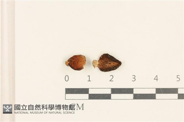 登錄號:F0037116藏品圖，第1張