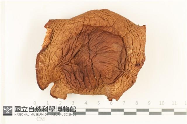 登錄號:F0038016藏品圖，第1張