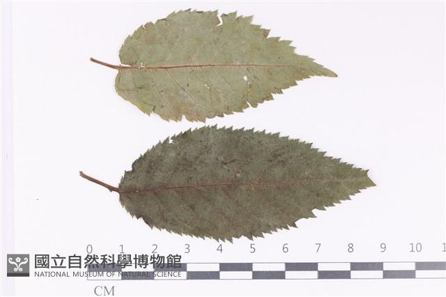 登錄號:F0036016藏品圖，第1張