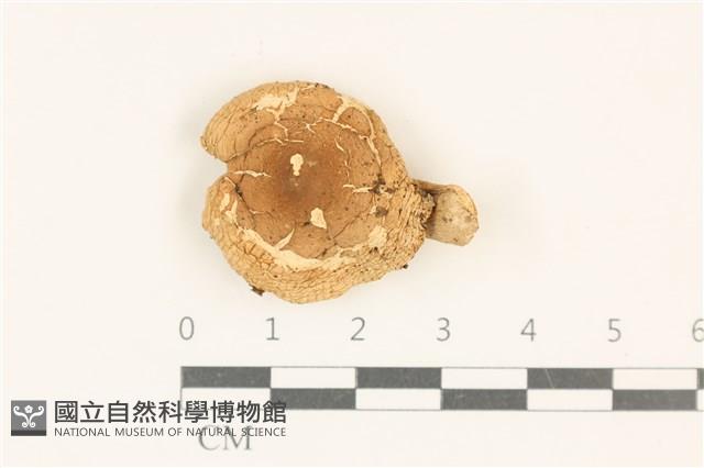 登錄號:F0037016藏品圖，第1張