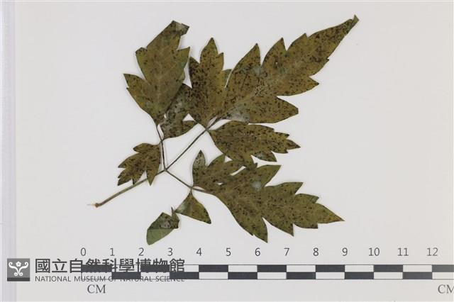 登錄號:F0035016藏品圖，第4張