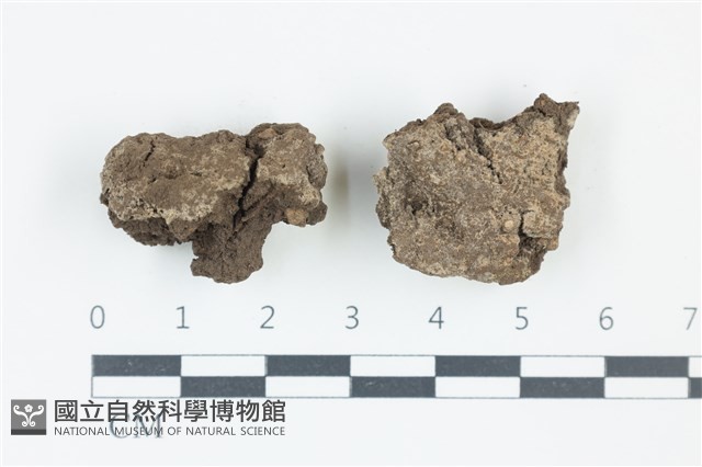 串擔革菌屬藏品圖，第1張