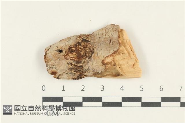 館號:F0038316藏品圖，第1張