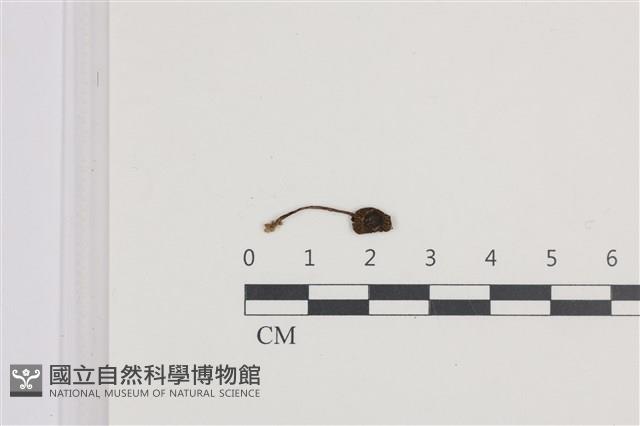 登錄號:F0036316藏品圖，第1張