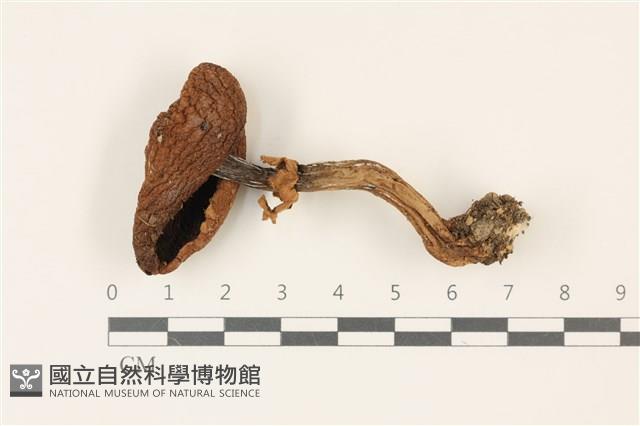 登錄號:F0037316藏品圖，第1張