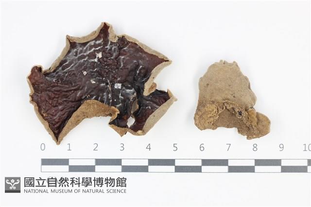 毛木耳藏品圖，第1張