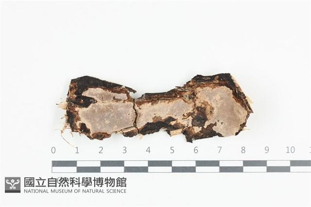 登錄號:F0036256藏品圖，第1張