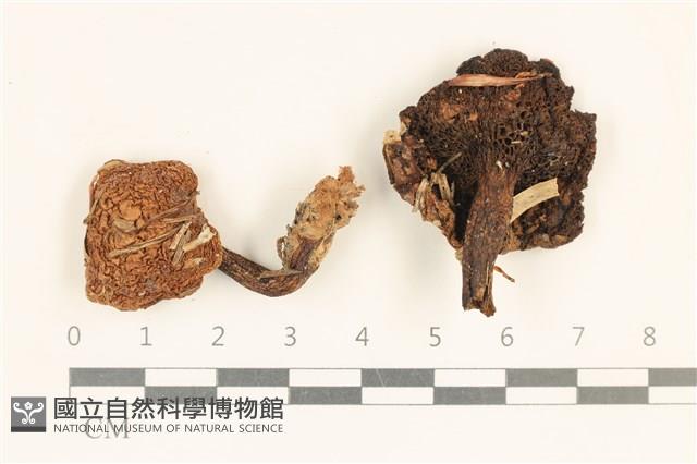 登錄號:F0037256藏品圖，第1張