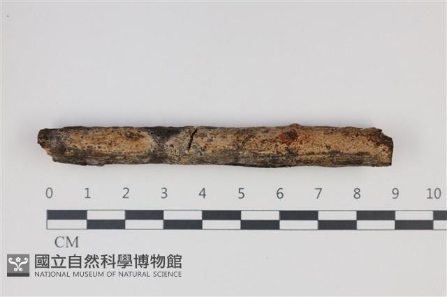 登錄號:F0035256藏品圖，第1張