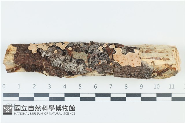 登錄號:F0039256藏品圖，第1張