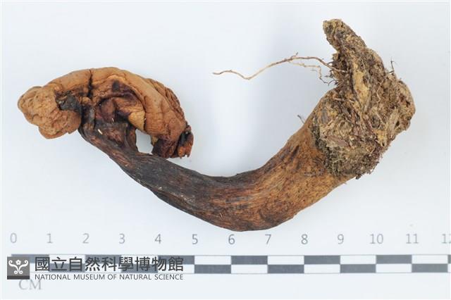 登錄號:F0038856藏品圖，第1張