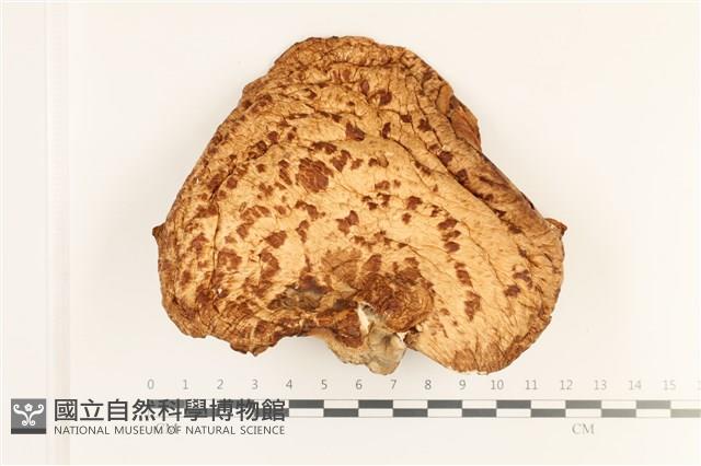 寬鱗多孔菌藏品圖，第1張