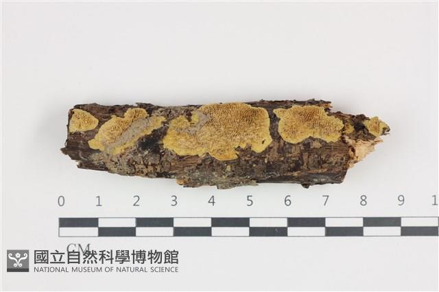 登錄號:F0035856藏品圖，第1張