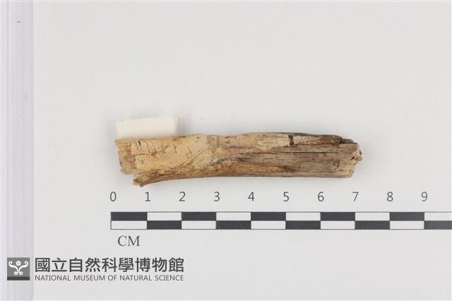 登錄號:F0013856藏品圖，第1張