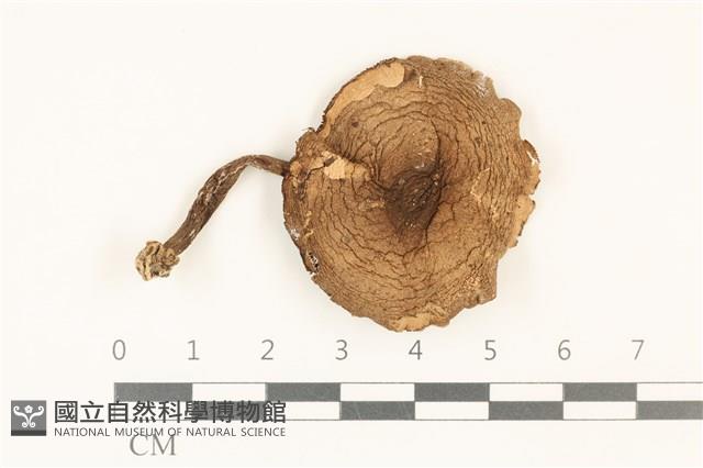 登錄號:F0036956藏品圖，第1張