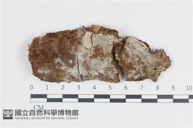 剛毛絲皮菌藏品圖，第1張