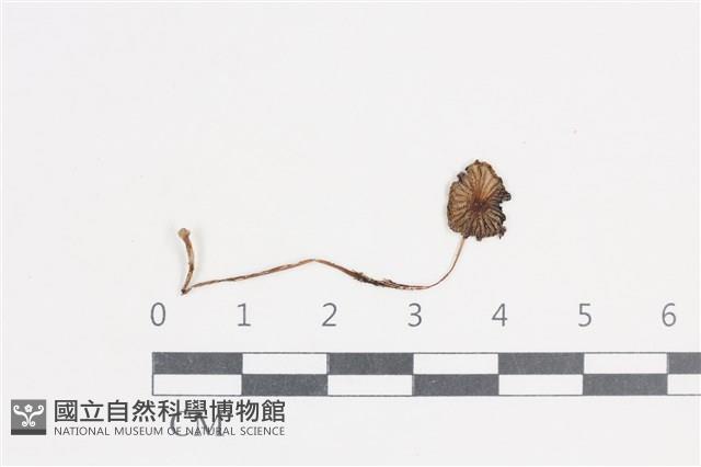 登錄號:F0038656藏品圖，第1張