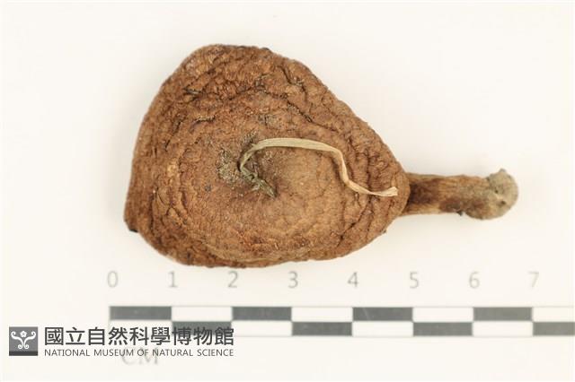 登錄號:F0037656藏品圖，第1張