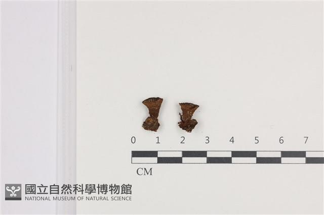 登錄號:F0036456藏品圖，第1張