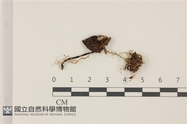 館號:F0037456藏品圖，第2張