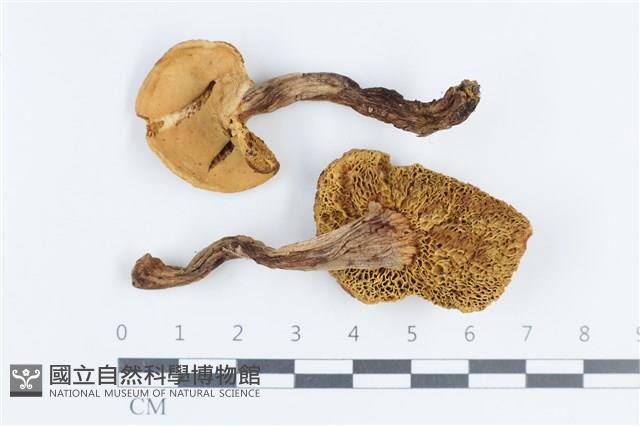 登錄號:F0038756藏品圖，第1張