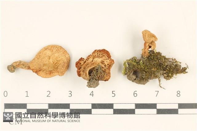 登錄號:F0036756藏品圖，第1張