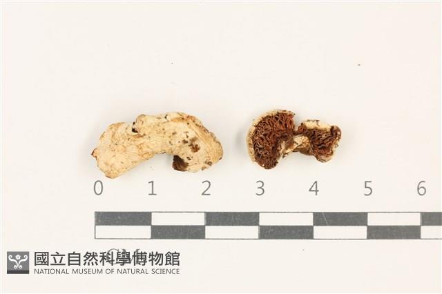 登錄號:F0037756藏品圖，第1張