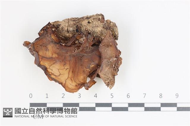 登錄號:F0035756藏品圖，第1張