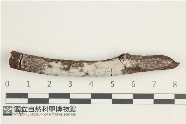 登錄號:F0038556藏品圖，第1張