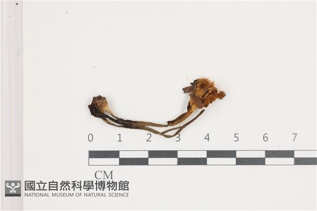 登錄號:F0036556藏品圖，第1張