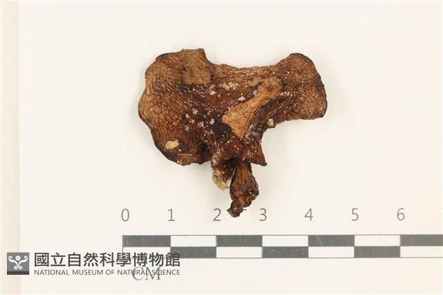 館號:F0037556藏品圖，第1張
