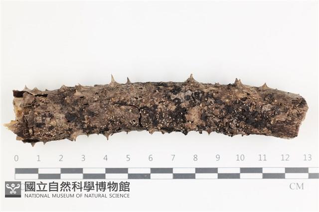 登錄號:F0035556藏品圖，第1張