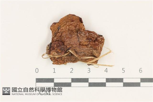 登錄號:F0038156藏品圖，第1張