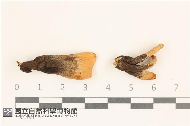 登錄號:F0037156藏品圖，第1張
