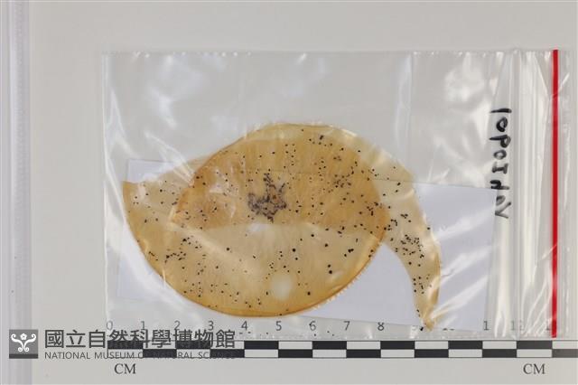 登錄號:F0035156藏品圖，第1張