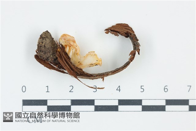 花耳屬藏品圖，第1張