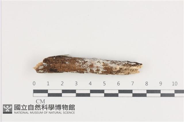 登錄號:F0036056藏品圖，第1張