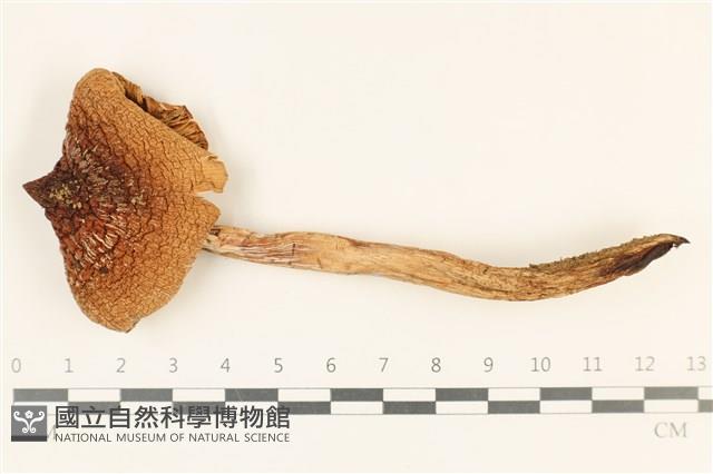 登錄號:F0037056藏品圖，第1張