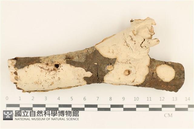 登錄號:F0019056藏品圖，第1張