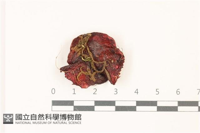 登錄號:F0037356藏品圖，第1張
