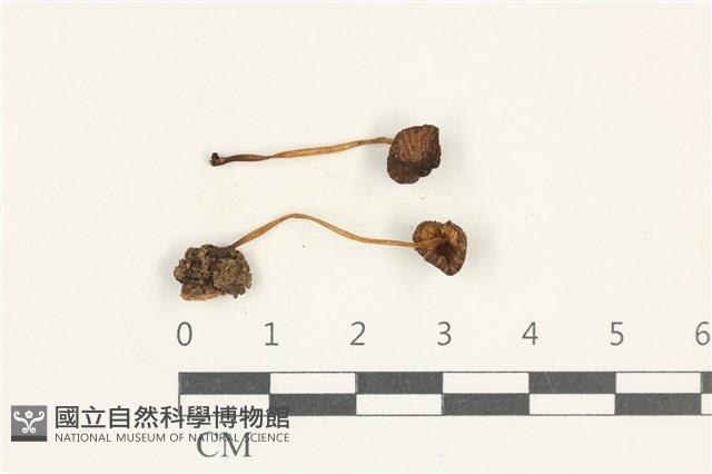 小菇屬藏品圖，第1張