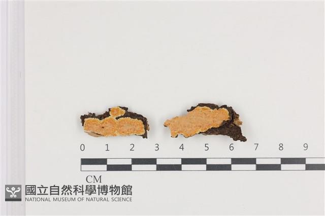 登錄號:F0036246藏品圖，第1張