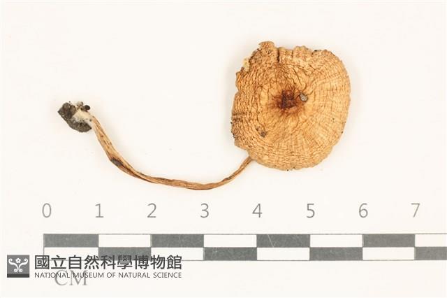 登錄號:F0037246藏品圖，第1張