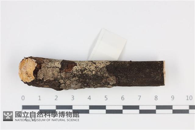 登錄號:F0035246藏品圖，第1張