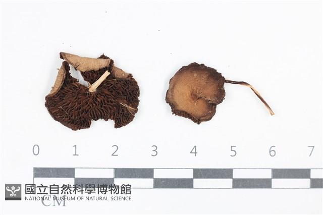 登錄號:F0038846藏品圖，第1張